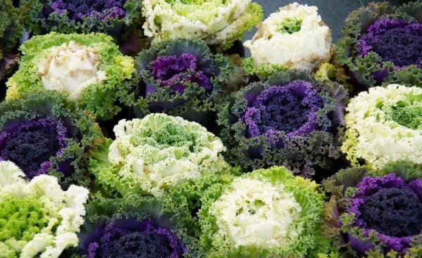 Капуста Санрайз