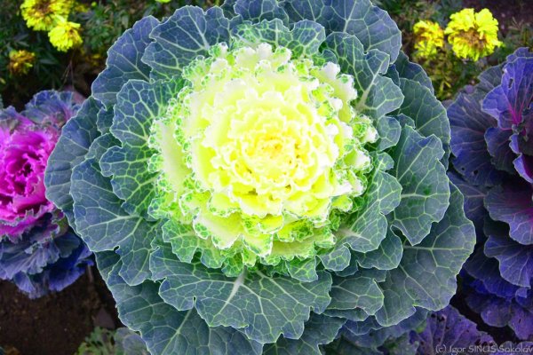 Цветение капусты белокочанной