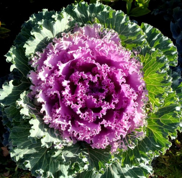 Капуста Нагойя микс