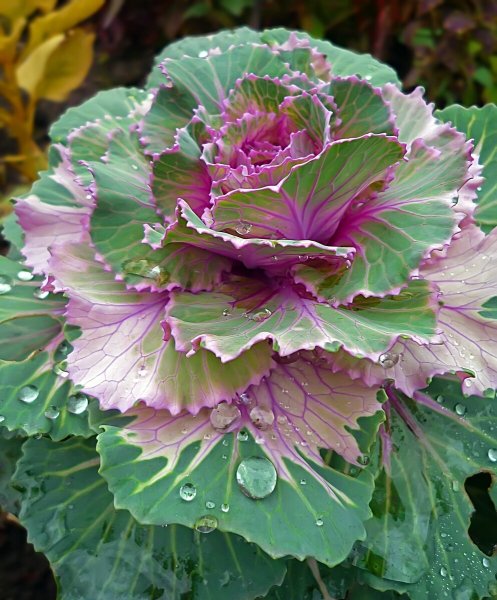 Брассика Санрайз