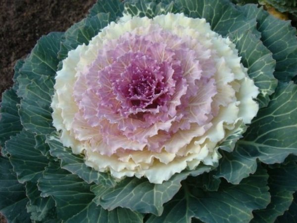 Капуста декоративная Виктория f1