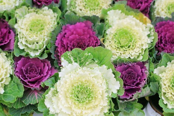 Капуста декоративная кружевная мозаика Гавриш