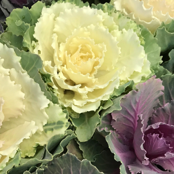 Капуста декоративная Брассика Санрайз