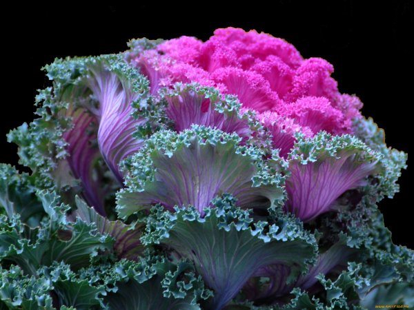 Капуста Кружевница цветы