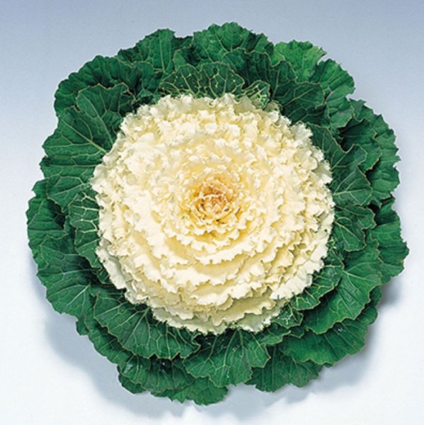 Декоративная капуста Brassica oleracea