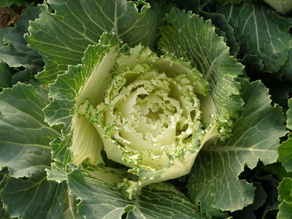 Brassica Erin