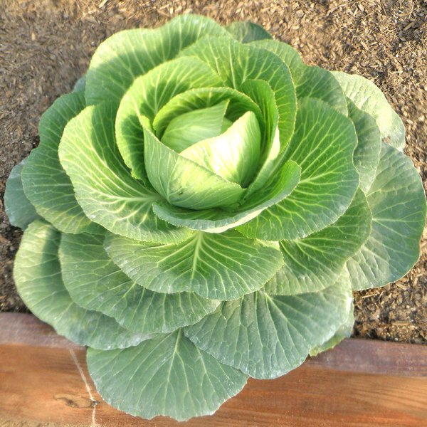 Капуста Гигантелла