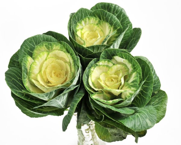 Капуста Брассика