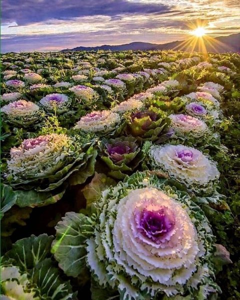 Капуста декоративная Крейн