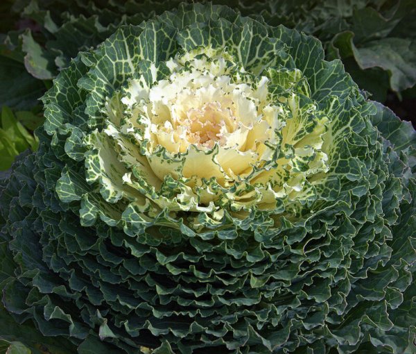 Капуста Нагойя японская