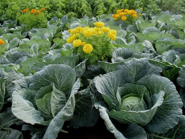 Капуста белокочанная на грядке