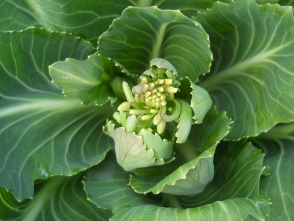 Цветы капусты белокочанной