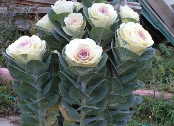 Капуста декоративная Санрайз f1