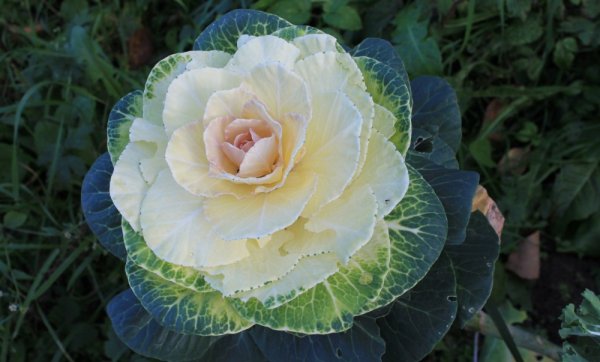 Капуста Пиглон