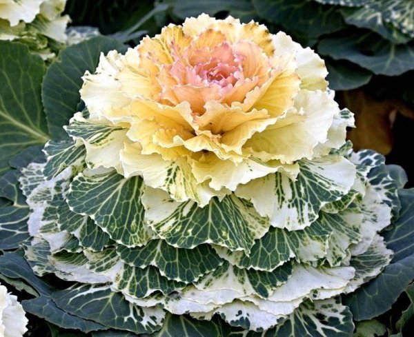 Декоративная капуста сорт Пальмира