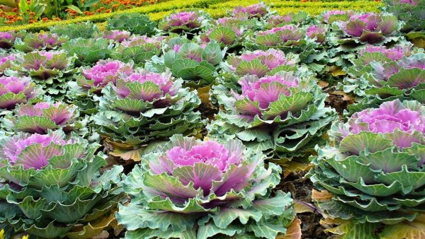 Декоративная капуста Крейн Пинк