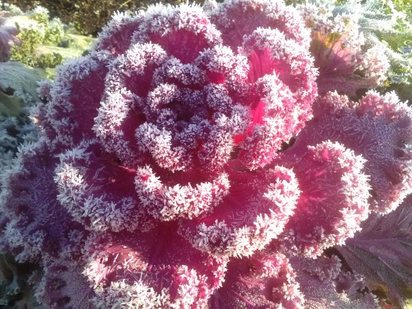 Капуста декоративная Камоме Пинк