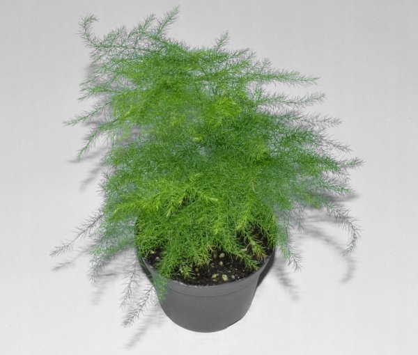 Аспарагус перистый