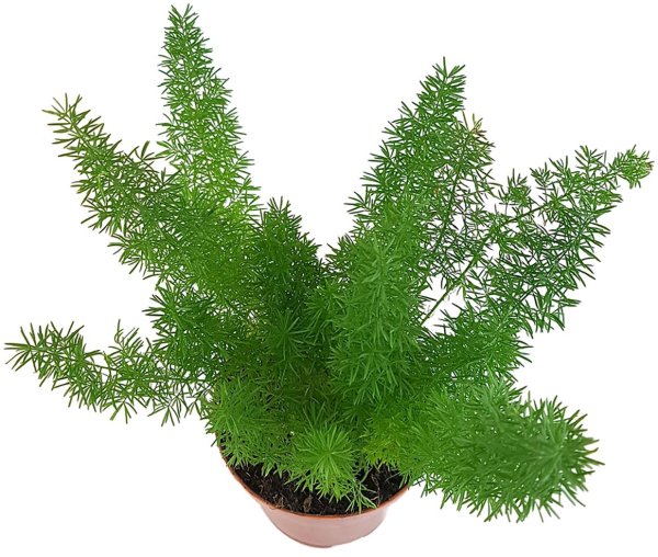 Аспарагус Мейери