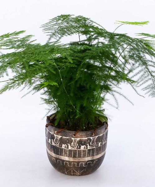 Аспарагус Шпренгера