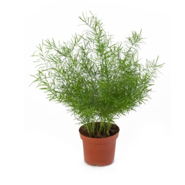 Аспарагус setaceus