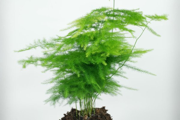 Аспарагус setaceus