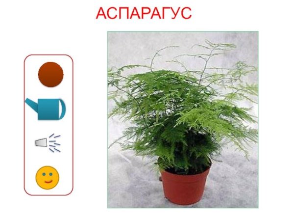 Аспарагус перистый малыш