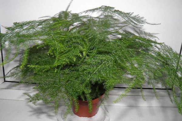 Аспарагус паутинка (перистый)