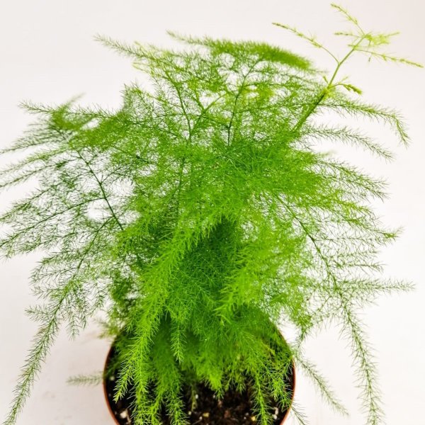 Папоротник аспарагус