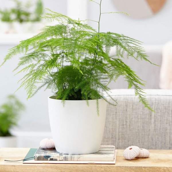 Аспарагус перистый