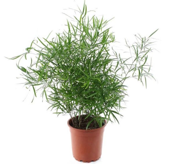 Аспарагус Сетацеус