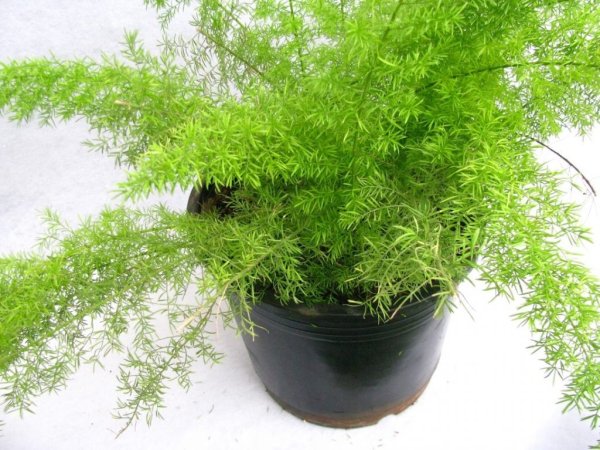 Папоротник аспарагус Шпренгера