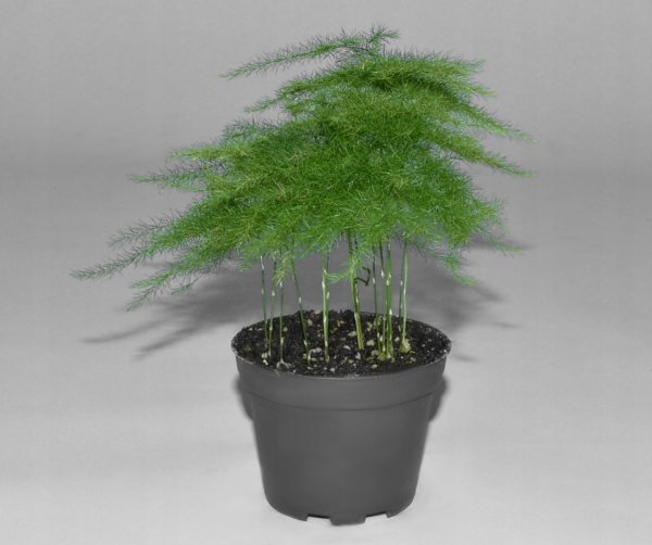 Аспарагус перистый (Asparagus plumosus)