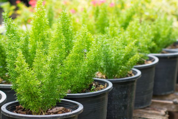 Растение аспарагус