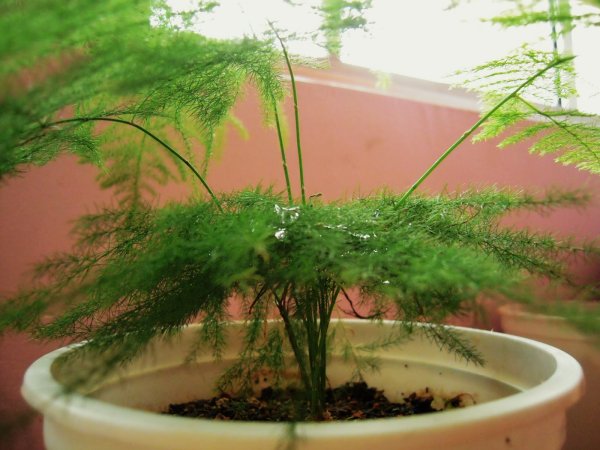 Папоротник аспарагус Шпренгера