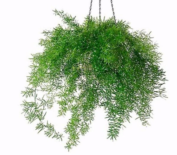 Аспарагус денсифлорус