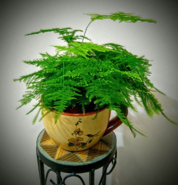 Аспарагус перистый