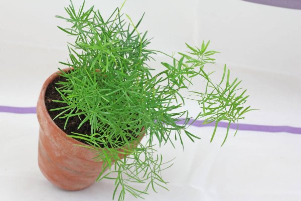 Аспарагус Шпренгера