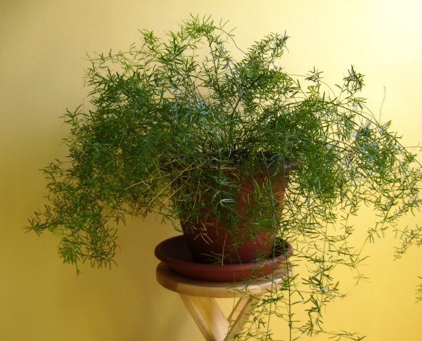 Аспарагус перистый папоротник