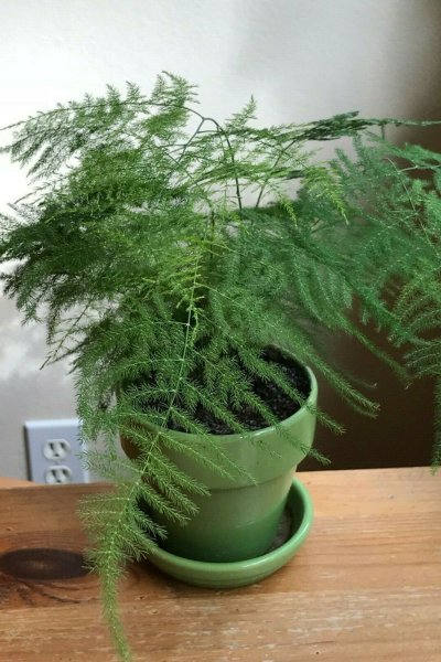 Аспарагус Шпренгера