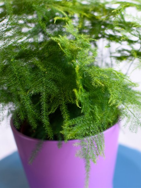 Аспарагус plumosus