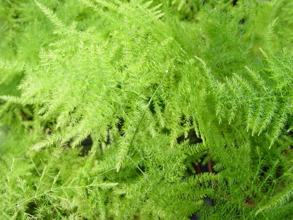 Папоротник аспарагус Шпренгера