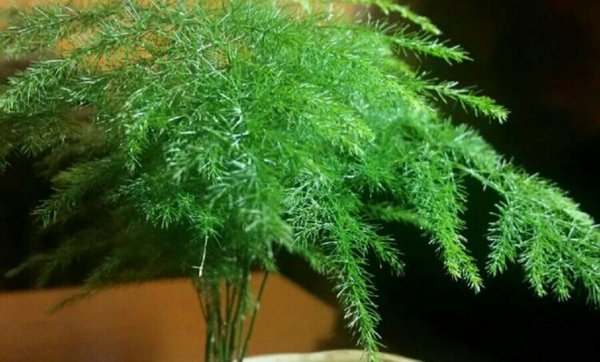 Аспарагус перистый аспарагус Шпренгера