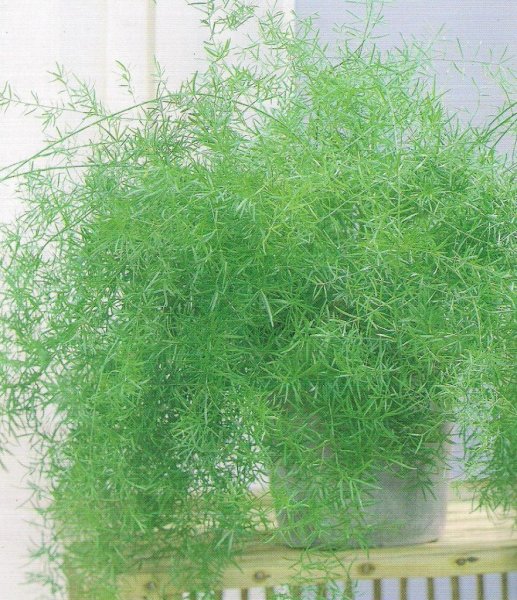 Аспарагус денсифлорус