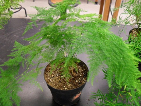 Аспарагус перистый ампельный
