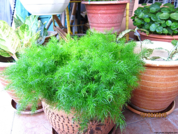 Аспарагус перистый