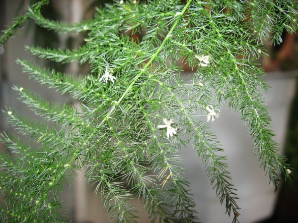 Аспарагус Мейери