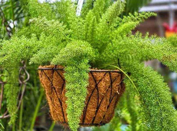 Аспарагус кистевидный