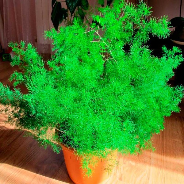 Папоротник аспарагус