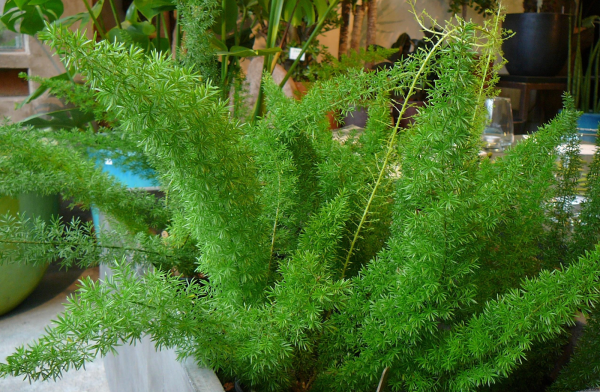 Аспарагус Шпренгера Вивальди